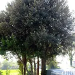 Bed and Breakfast Il Leccio