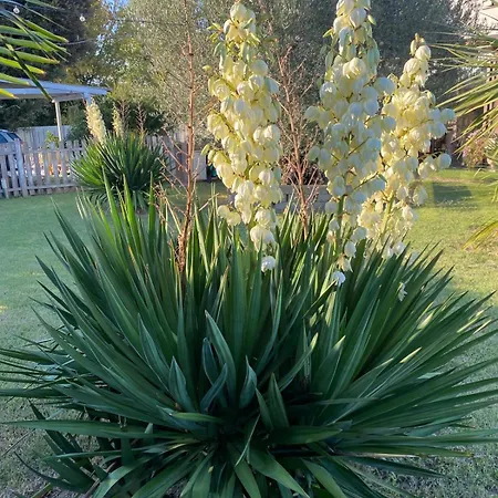 ベッド・アンド・ブレックファスト Il Leccio