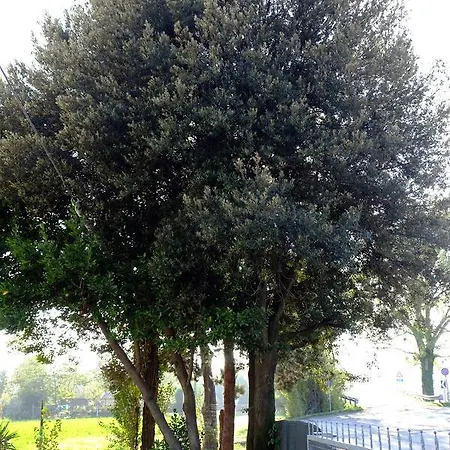 Bed and breakfast Il Leccio