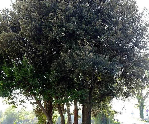 ベッド・アンド・ブレックファスト Il Leccio